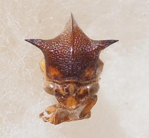 Nassunia sp.